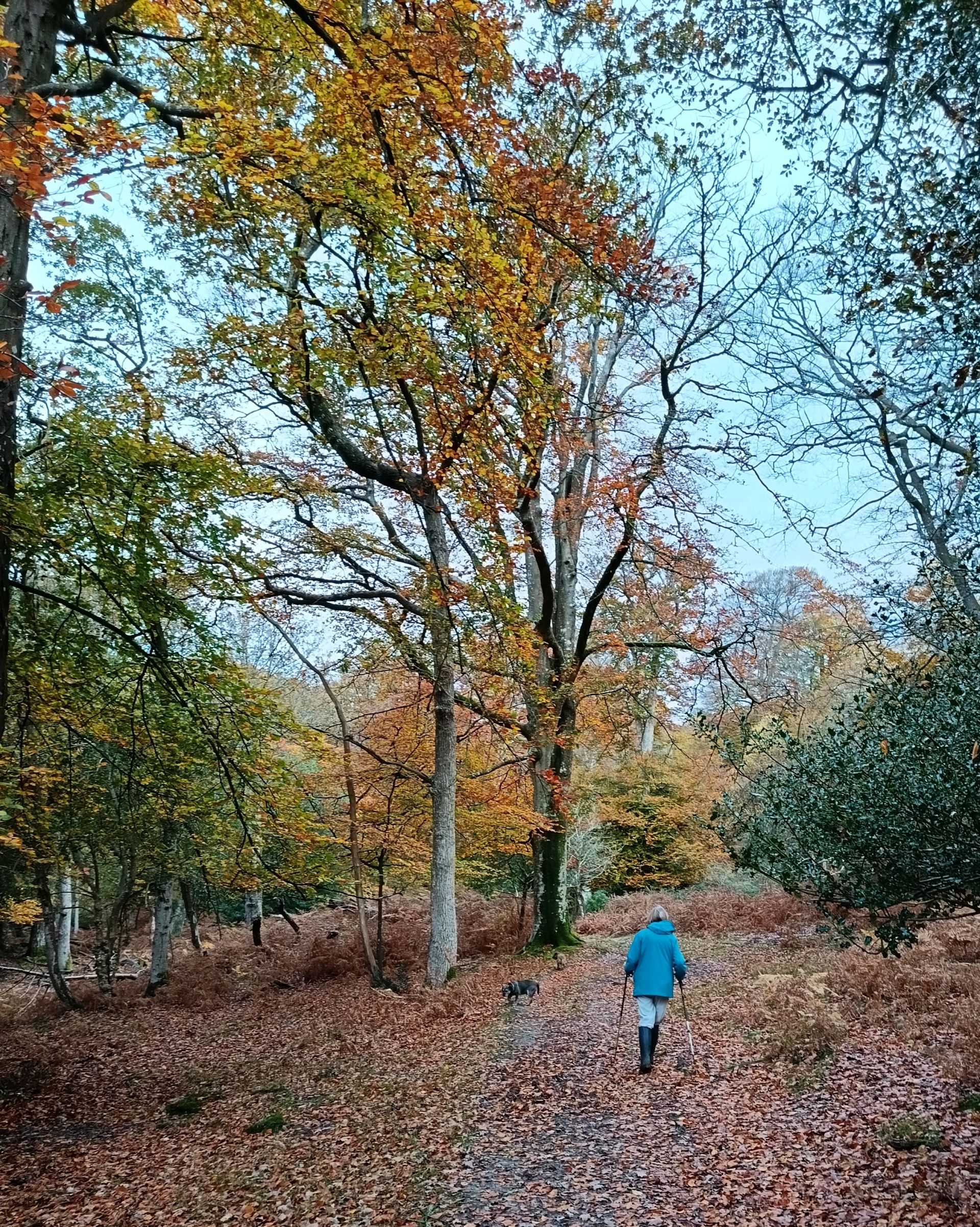 Autumn in Denny Wood